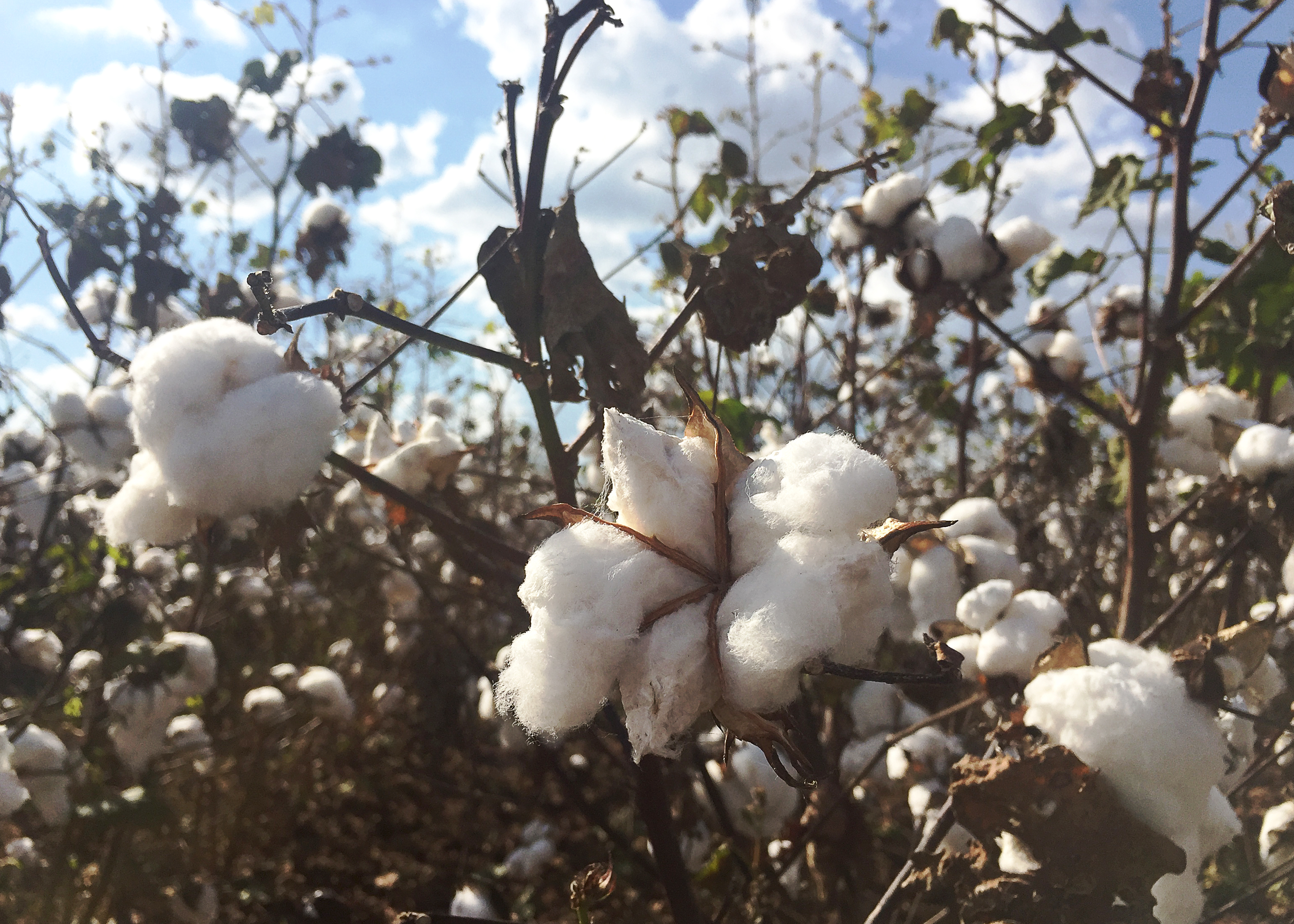 Louisiana cotton crop disappointing